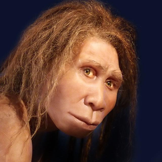 Reconstitution de Homo Georgicus présentée au Musée de la Préhistoire de Quinson, Alpes-de-Haute-Provence, France. © 120, CC by-sa 3.0