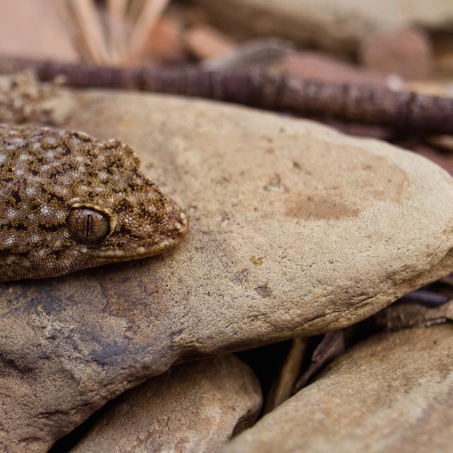 Gecko se dorant au soleil. © Emil Melgaard, CC by-nc 2.0