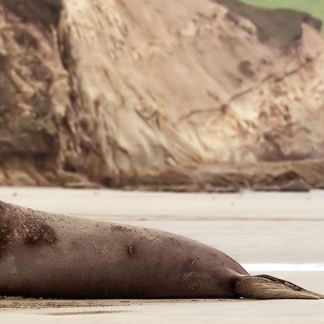 Éléphant de mer&nbsp;(Mirounga angustirostris) à&nbsp;Point Reyes Californie.&nbsp;© Frank Schulenburg -&nbsp;CC BY-SA 3.0