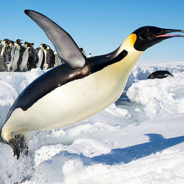 Un manchot empereur (Aptenodytes forsteri)&nbsp;sautant hors de l'eau en Antarctique.&nbsp;© Christopher Michel -&nbsp;CC BY 2.0