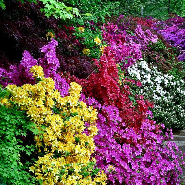 Le jardin bio : jardiner autrement, c&#39;est faire pousser des fleurs d’une façon naturelle par exemple. © Ukgardenphotos, Flickr, CC by-nc 2.0
