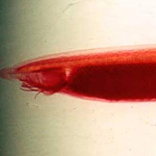 La duplication, élément moteur de l&#39;évolution ?