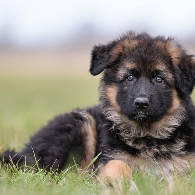 Le chien gardien de troupeau le border collie, le patou... — free download