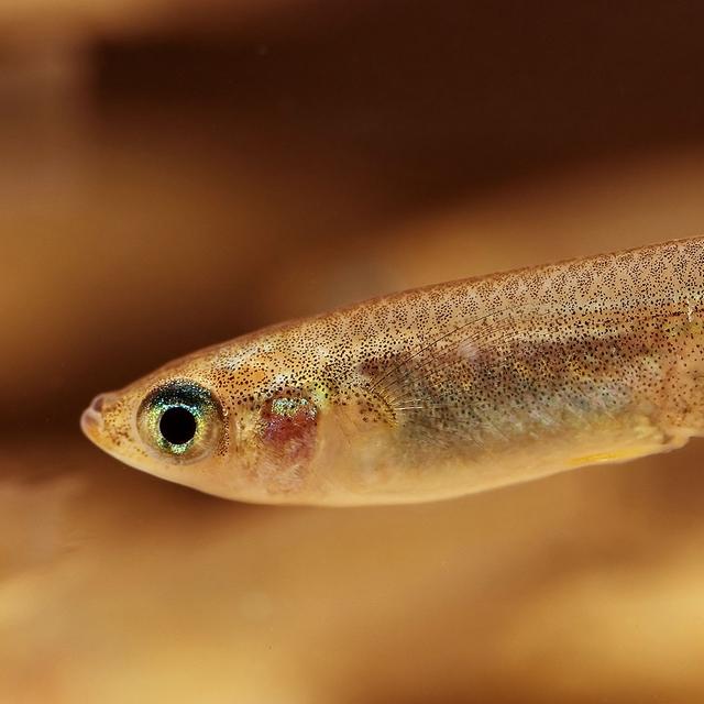 Le&amp;nbsp;médaka (Oryzias latipes) est une espèce de poisson originaire d&#39;Asie du sud-est.&amp;nbsp;© Seotaro - CC BY-SA 3.0