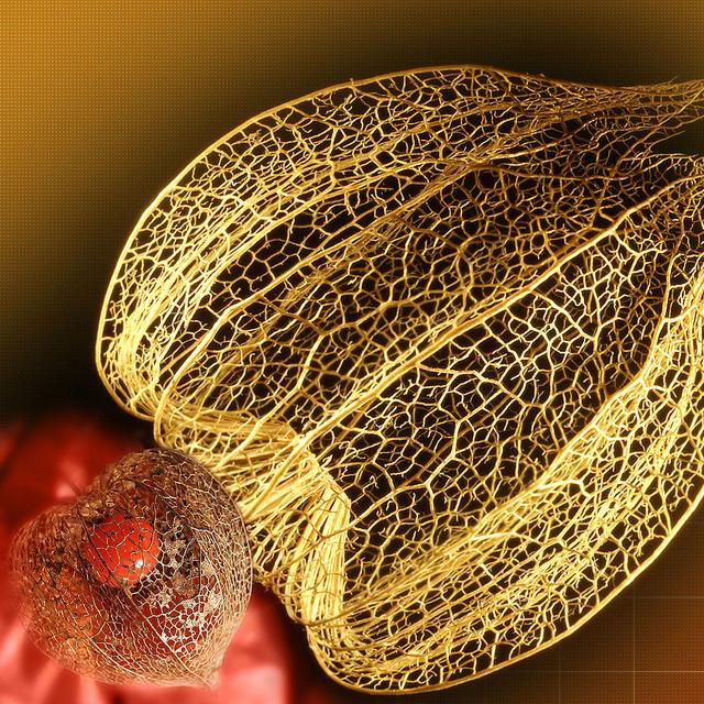 Physalis ou coqueret du Pérou. © Silmaril33, CC by-nc 2.0