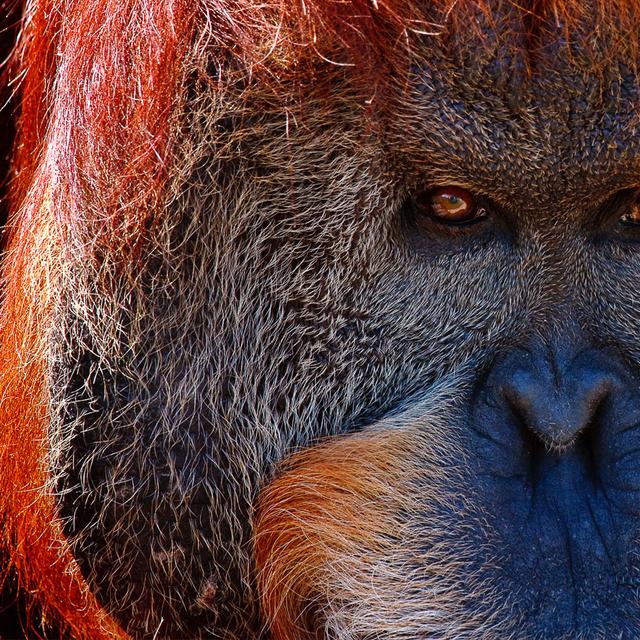 Orang Outan d&#39;Indonésie. © Patrick Bouquet, Flickr,&amp;nbsp;CC by-nc&amp;nbsp;2.0