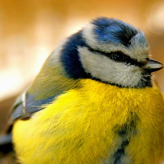 Mésange bleue (Parus caeruleus). © Janek Pärn, Wikimedia commons, CC by-nc&amp;nbsp;3.0
