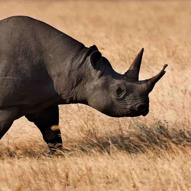 Rhinocéros noir (Diceros bicornis) dans&amp;nbsp;l&#39;aire de conservation du Parc&amp;nbsp;Ngorongoro, Tanzanie.&amp;nbsp;© Ikiwaner,&amp;nbsp;CC by-nc 2.0
