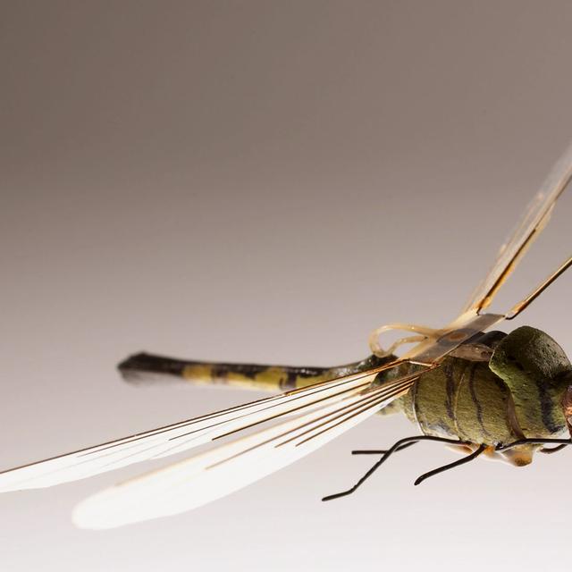 Drone libellule.&amp;nbsp;© Central Intelligence Agency Public Domain