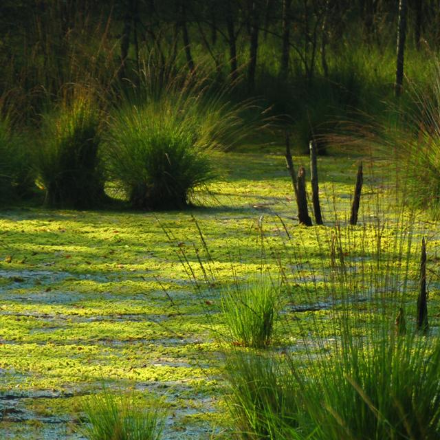 Tourbière, lieu idéal pour les insectes aquatiques.&amp;nbsp;© Jan van der Crabben - CC BY-SA 2.0