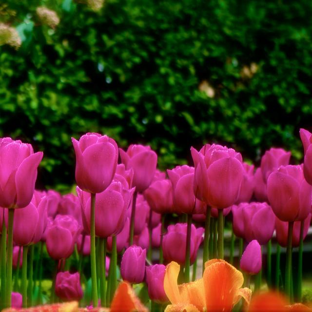 Champ de tulipes. © Trafalgar Lio, CC by-nc 2.0