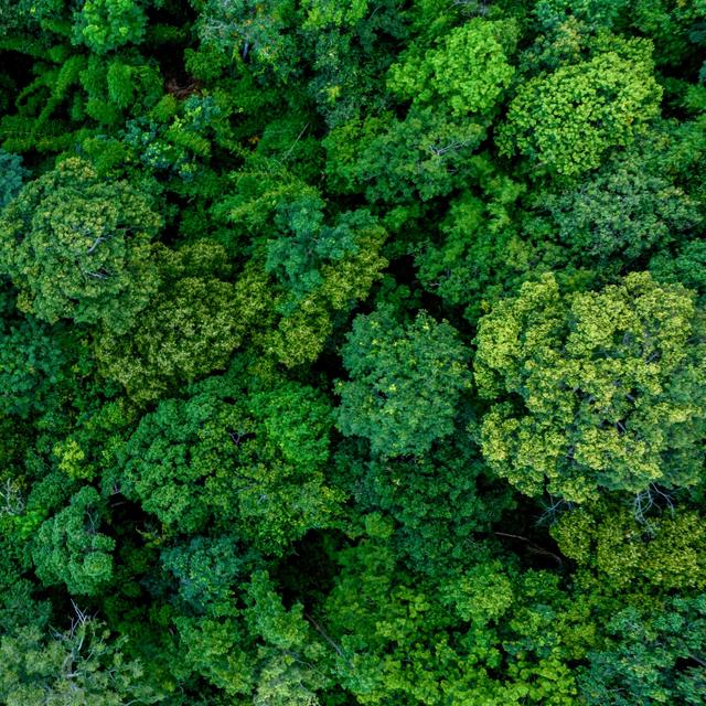 Les écosystèmes sont des systèmes complexes composés d'organismes vivants interagissant entre eux et avec leur environnement physique. © Darunrat, Adobe Stock