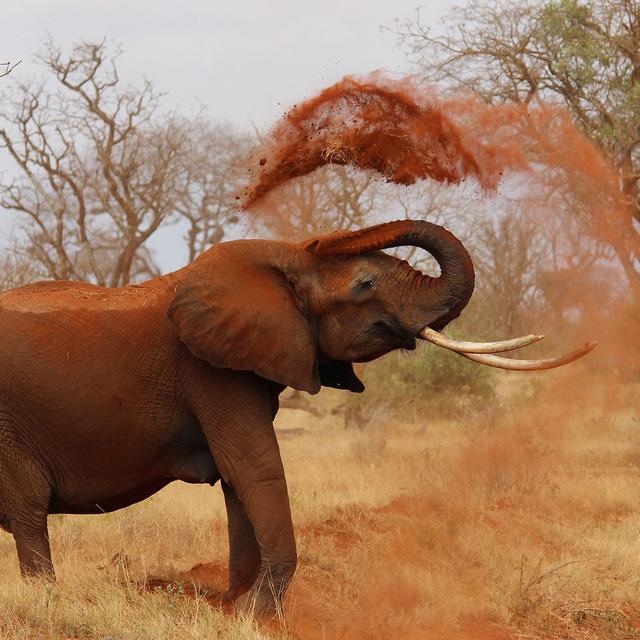 L'éléphant quelle est sa durée de gestation — free download