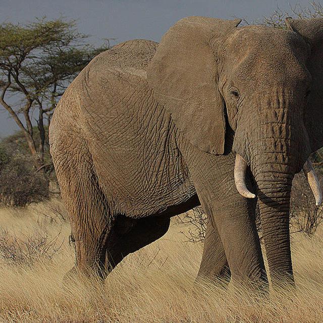 « Grand-mère, pourquoi as-tu de grandes oreilles ? » « C’est pour mieux t’entendre, mon enfant. » Les éléphants discriminent les voix d’hommes de celles des femmes et des enfants, et surtout distinguent différentes ethnies aux seuls sons qu’ils émettent. © Steve Garvie, Wikipédia, cc by sa 2.0