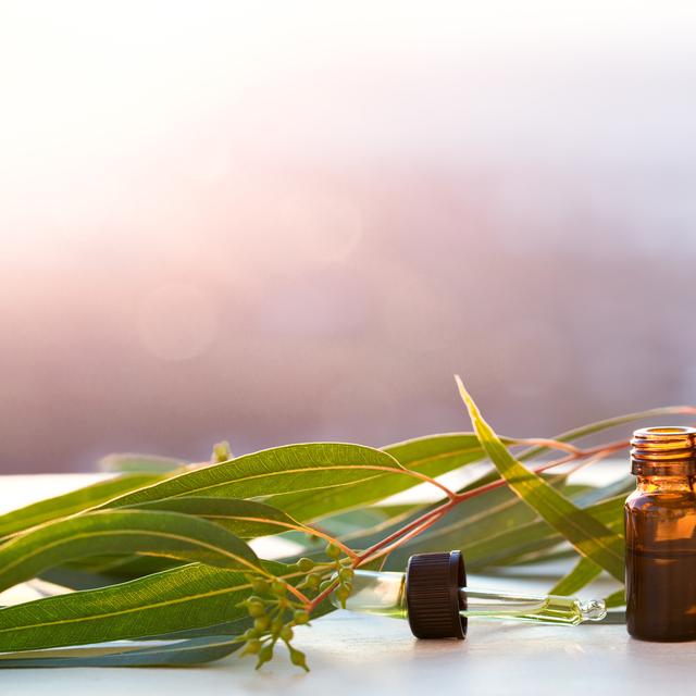 Il existe plus de 600 espèces différentes d’eucalyptus. Les feuilles de l&#39;arbre contiennent de l&#39;eucalyptol, un composant efficace pour lutter contre le rhume. © orlio, fotolia