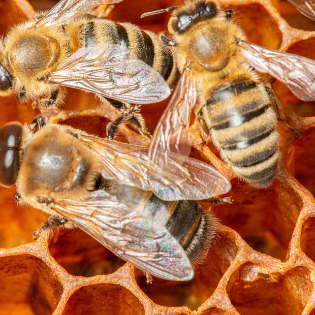Le bourdon estil le mâle de l'abeille domestique — free download