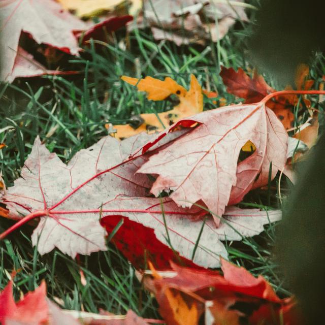 Les feuilles mortes fournissent&amp;nbsp;aussi de l&#39;engrais. © Unsplash