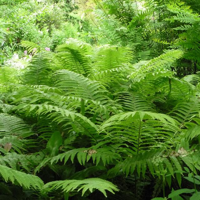 Feuilles de fougère rencontrées lors d&#39;une promenade en forêt. © S. Chaillot