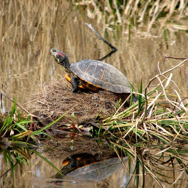La tortue de Floride a été tellement prisée en tant qu'animal de compagnie, que ses populations sont en déclin dans son aire géographique d'origine. © Annieta, Flickr, cc by nc nd 2.0