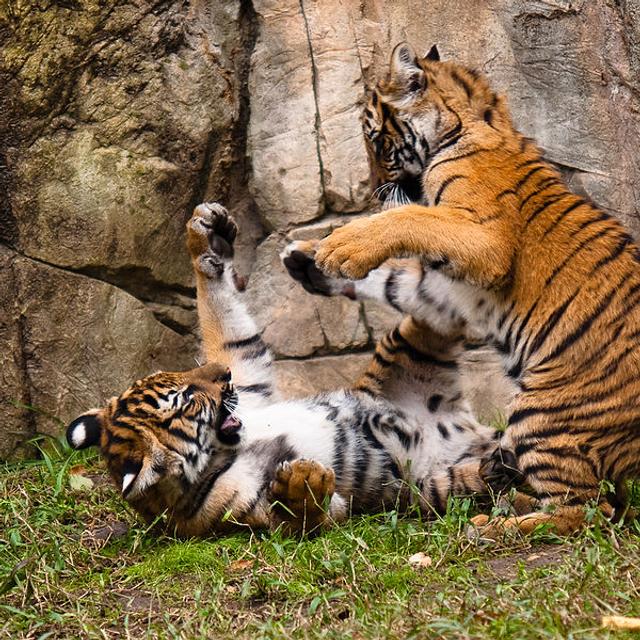 Jeunes tigres de Malaisie en train de jouer. Le tigre tient une place importante dans les mythologies&nbsp;asiatiques. En Inde il est le symbole de la royauté et du pouvoir divin.&nbsp;© Malcolm, Wikipédia, CC BY-SA 2.0