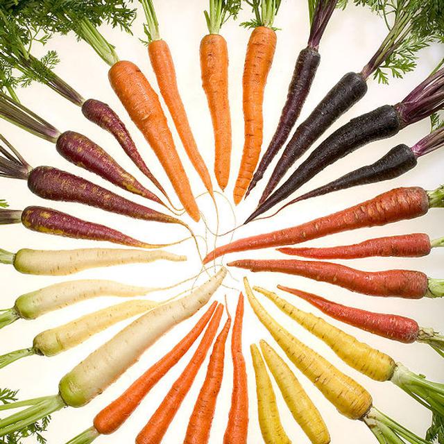 Les carottes doivent leur couleur à la présence de caroténoïdes, comme les&amp;nbsp;ß-carotènes, dans leurs tissus. Les carotènes sont des caroténoïdes non oxygénés.&amp;nbsp;© ARS,&amp;nbsp;Stephen Ausmus,&amp;nbsp;Wikimedia common, DP