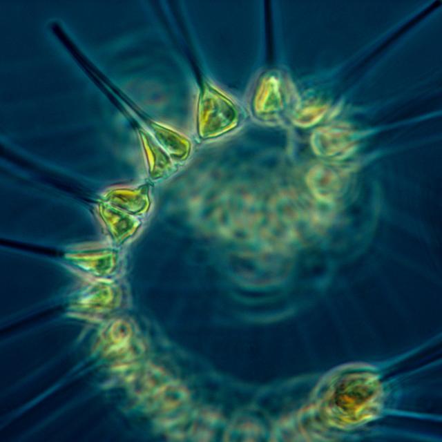 Le phytoplancton est composé de cyanobactéries et de microalgues. © NOAA