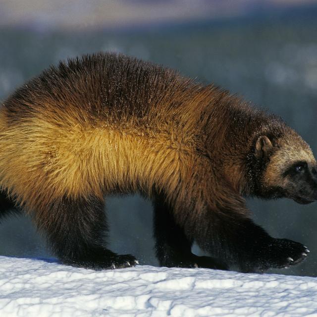 Le glouton est un mammifère&nbsp;très discret qu'il est quasiment impossible&nbsp;d'apercevoir de nos jours. Il reste pourtant&nbsp;mal aimé en raison de sa réputation d'animal féroce et dangereux. © slowmotiongli, Adobe Stock