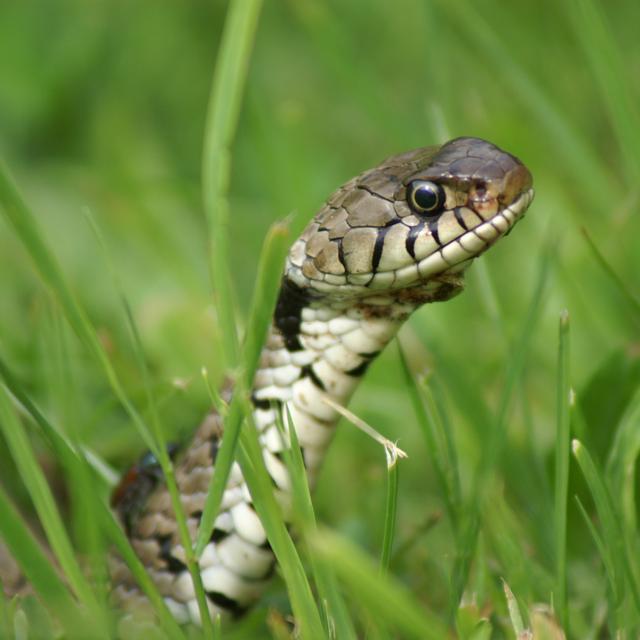 Ce serpent-là joue les curieux dans le jardin ! © Cattet Dominique, Adobe Stock