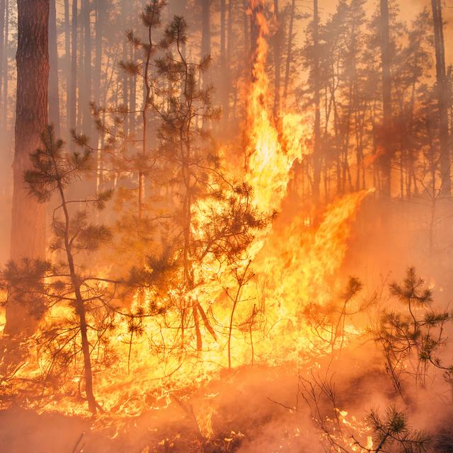 Les feux de forêt étaient très importants en 2015 et 2016. © gilitukha, fotolia