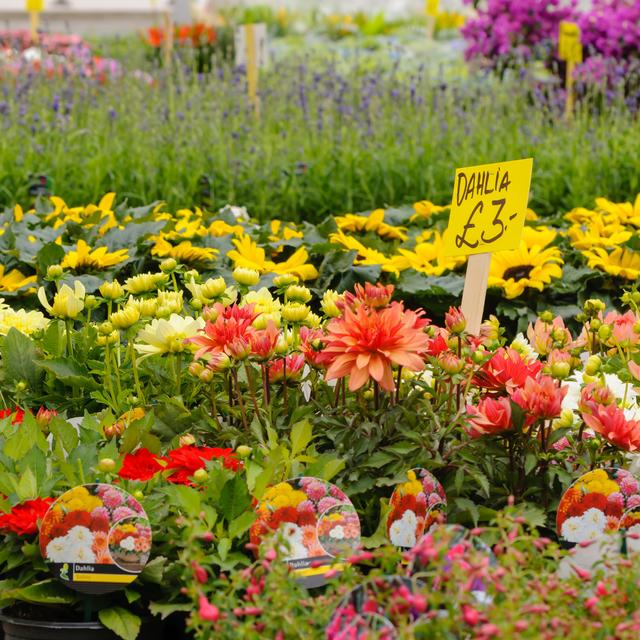 Attention avant d&#39;acheter vos plantes par correspondance. © Stephen, fotolia