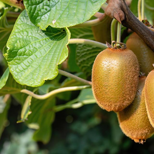 Engrais Fraisier Engrais Spécial Kiwis KIWIRI 1L - Pour Actinidia (Arguta, Deliciosa...) - Formule Cultivateur Engrais Liquide Baies Kiwiri - 7