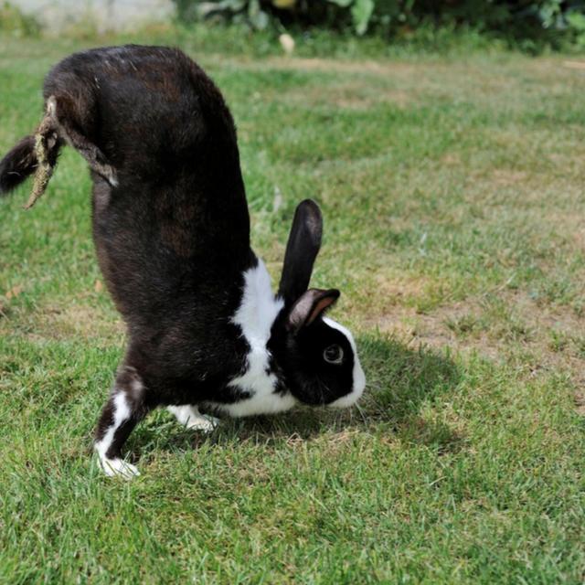 Un lapin qui se déplace par locomotion saltatoire. © Miguel Carneiro et al. Plos Genetics