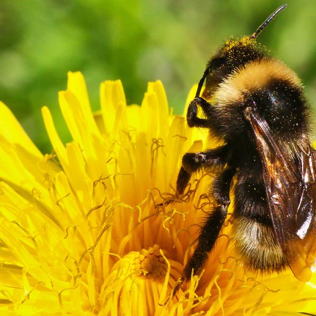 Les bourdons, du genre&amp;nbsp;Bombus, sont de la même famille que les abeilles, mais sont plus trapus et plus poilus. Le terme « bourdon » est masculin, mais il existe bel et bien un bourdon reine et des ouvrières. © Sergey, fotolia