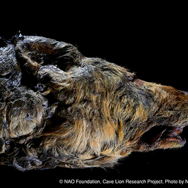 Tête incroyablement bien préservée d’un loup du Pléistocène datant de plus de 40.000 ans. Elle a traversé les âges, préservée dans le sous-sol gelé de Sibérie. © NAO Foundation, Cave Lion Research Project. Photo by Naoki Suzuki (Jikei University School of Medicine, Tokyo)