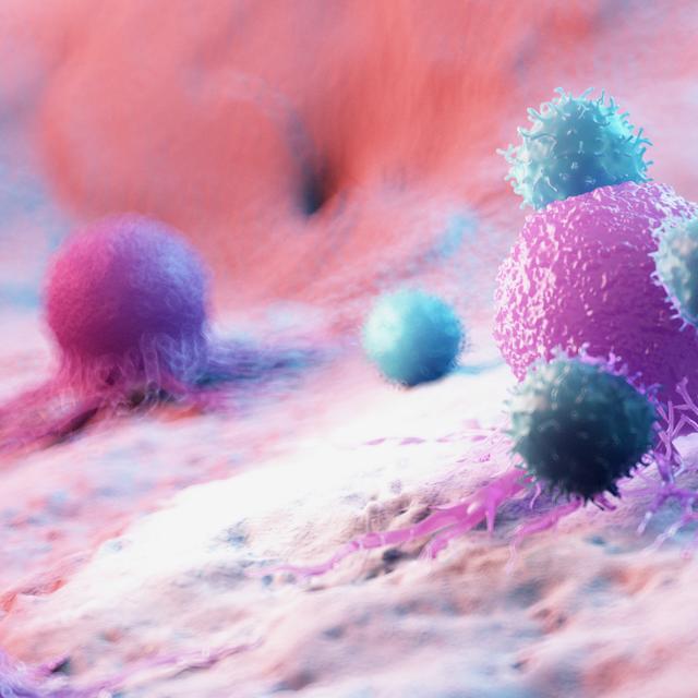 Illustration en 3D de lymphocytes attaquant une cellule cancéreuse. © Sebastian Kaulitzki, Adobe Stock