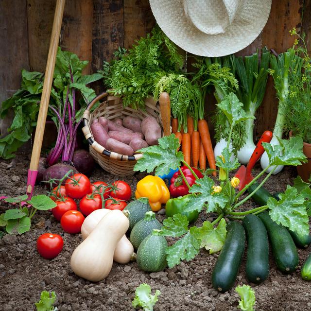 Le maraîchage consiste à cultiver des légumes ainsi que des plantes comestible, aromatiques ou encore médicinales, et d&#39;en assurer la production et la vente.&amp;nbsp;©&amp;nbsp;hiphoto39, Adobe Stock.
