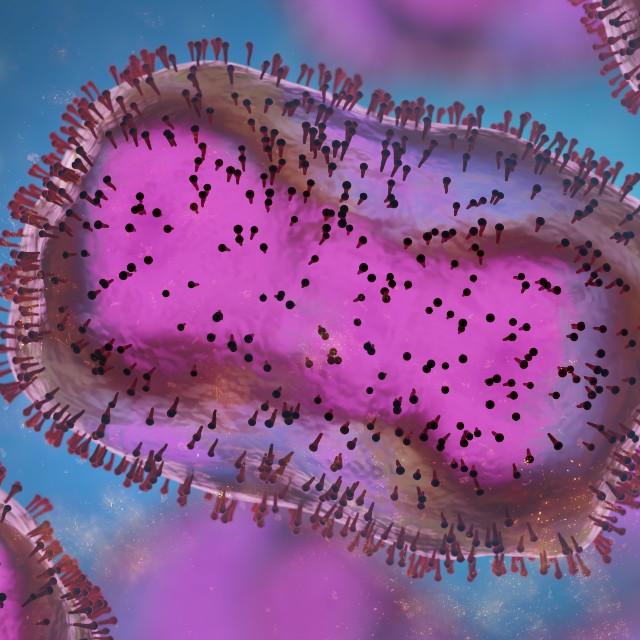 Le virus de la variole du singe est un orthopoxvirus. © dottedyeti, Adobe Stock