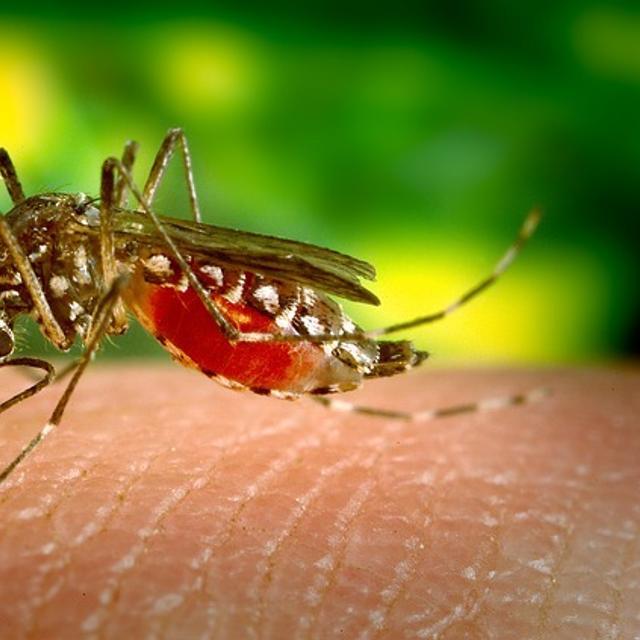 Top 10 des insectes les plus dangereux au monde