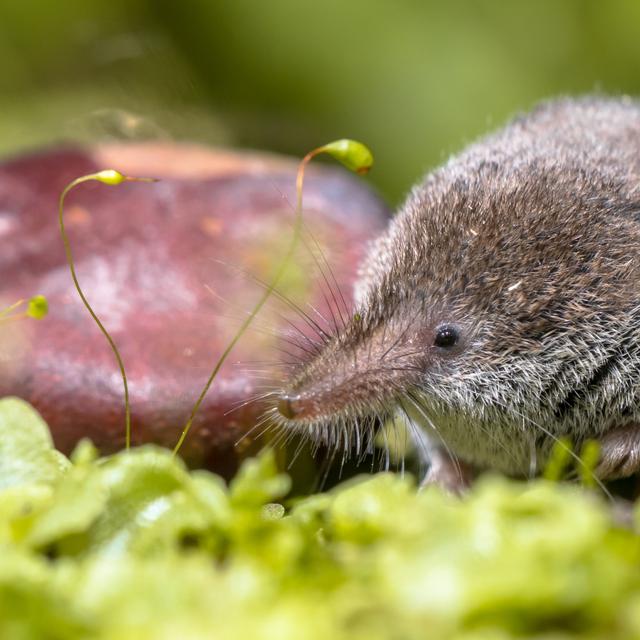 Une musaraigne pygmée (Sorex minutus) qui vit dans les régions montagnardes d&#39;Eurasie. © creativenature.nl, Adobe Stock