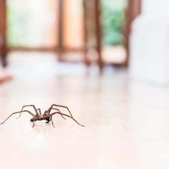 Les araignées de maison nous aident à éliminer naturellement toutes sortes d’insectes indésirables. Il ne faut donc pas les tuer ! © cbckchristine, fotolia