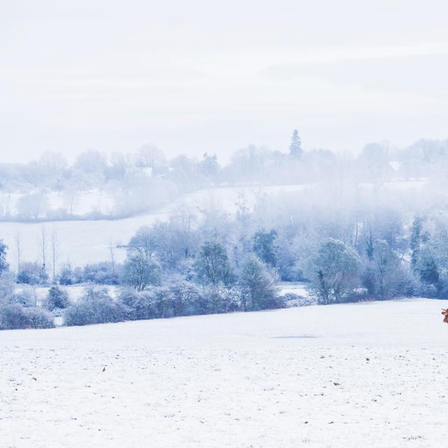 La Normandie a été recouverte de neige ce jeudi matin, en particulier le Calvados. © lucienvatynan, Adobe Stock