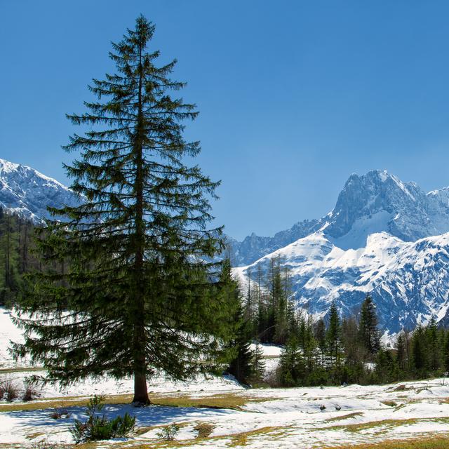À cause de l’augmentation générale des températures, la neige, en plus d’être moins présente, tombe plus tard et fond plus tôt. © anitasstudio, Fotolia