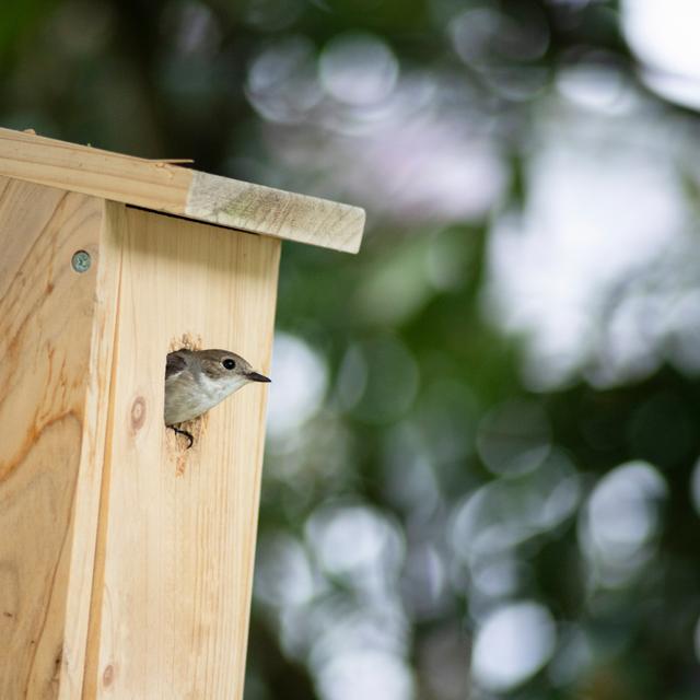 Pour attirer les oiseaux, un nichoir ne doit pas être installé au hasard... © Alexander, Adobe Stock