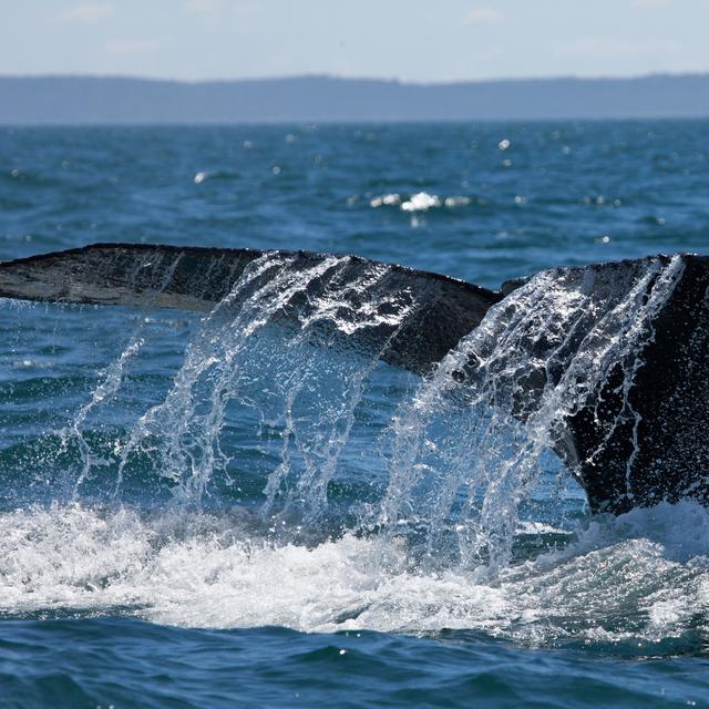 Quelles sont les plus grandes réserves marines du monde ? © DaiMar, fotolia