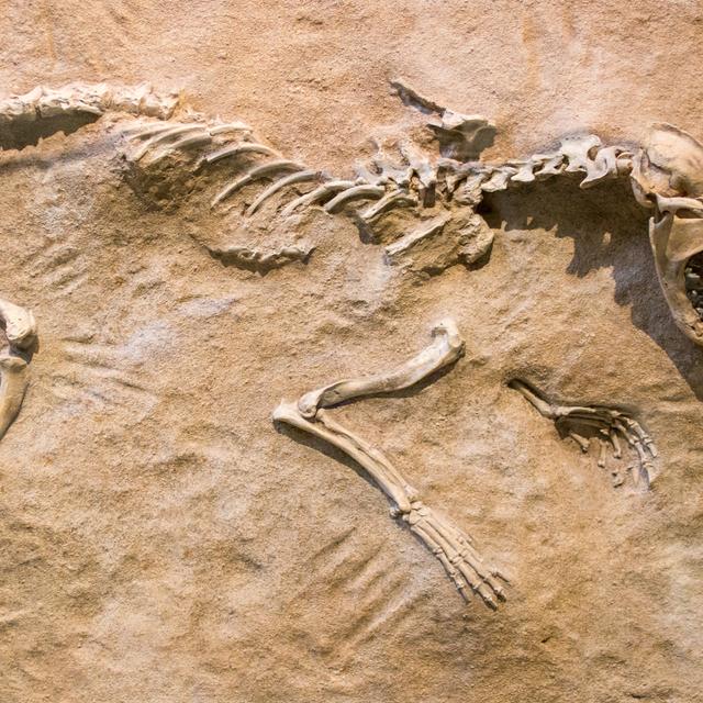 Exemple de squelette d’animal préhistorique fossilisé dans la roche. Le paléontologue fera une analyse ADN sur les fragments d’os afin de connaître l’espèce et son histoire. © marls, Fotolia.