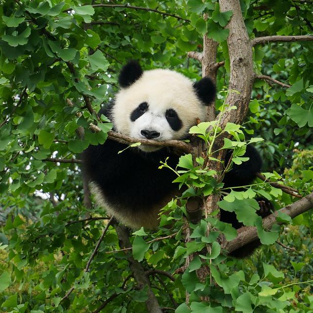 La diminution des forêts est liée au déclin du panda géant. © MICHEL, Fotolia