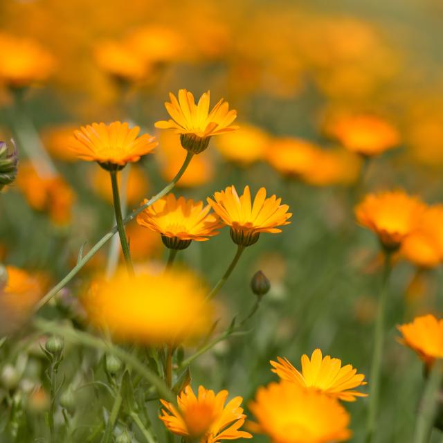Calendula marigold. © hdesert, Adobe Stock