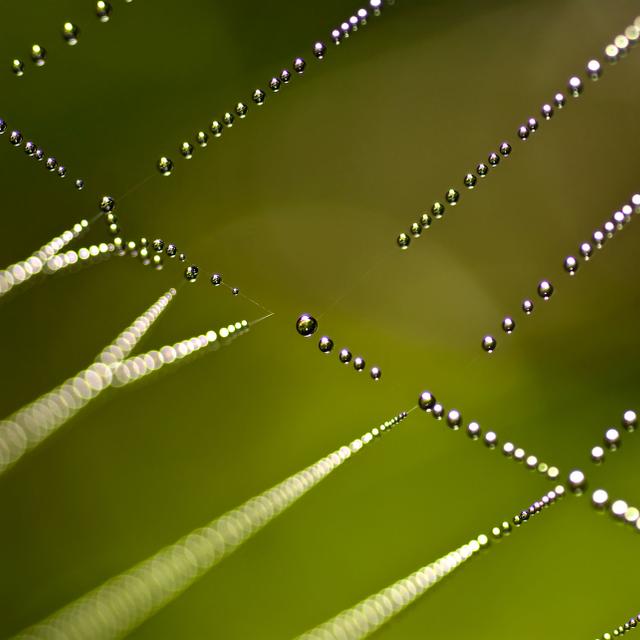 La rosée du matin forme des gouttes d&#39;eau sur une toile d&#39;araignée ©alessandrozocc