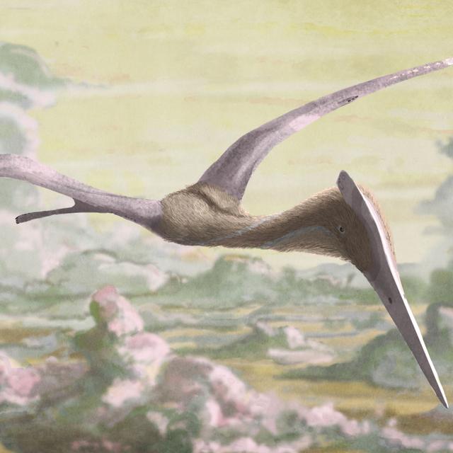 Hatzegopteryx thambema, un géant volant. ©&amp;nbsp;Marc Witton