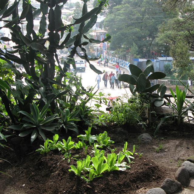 Agriculture urbaine en Éthiopie. © Sustainable sanitation, Flickr, cc by&amp;nbsp;2.0